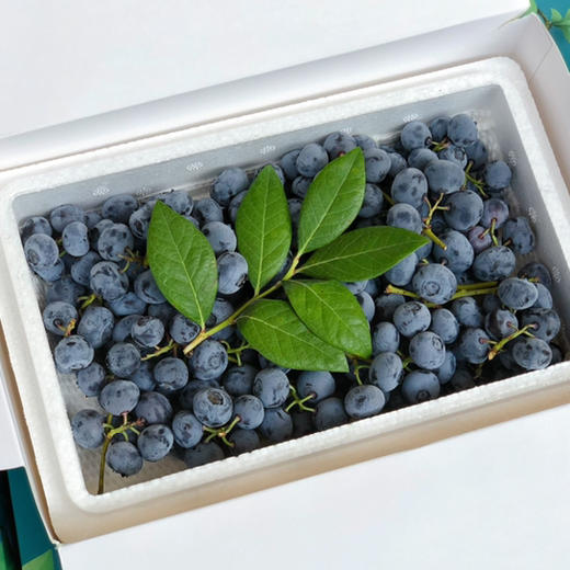 【带枝蓝莓】枝冠 带枝蓝莓，口感纯甜，果粉充足，富含大量花青素 保护眼睛，手机党和小朋友最爱！ 商品图12