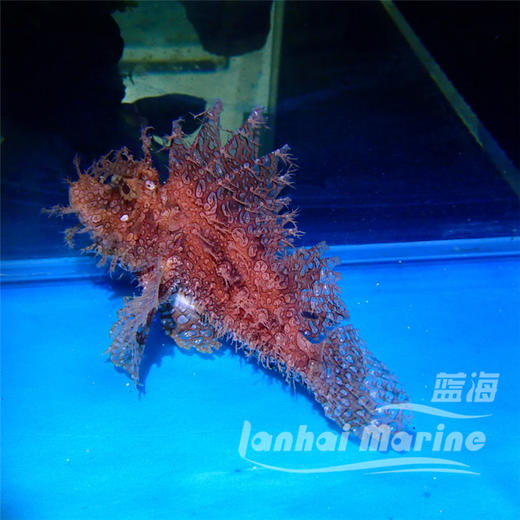 草海龙王-红 商品图5