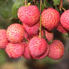 桂味荔枝500g/份  （到店选果超重部分补差价）