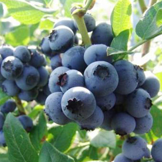 有机蓝莓125g（有机水果、连续十年中国有机认证） 商品图1