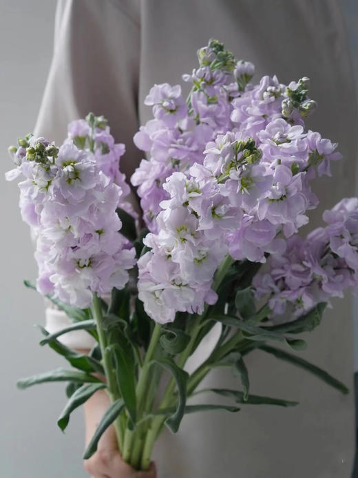 紫罗兰（5枝） 商品图2