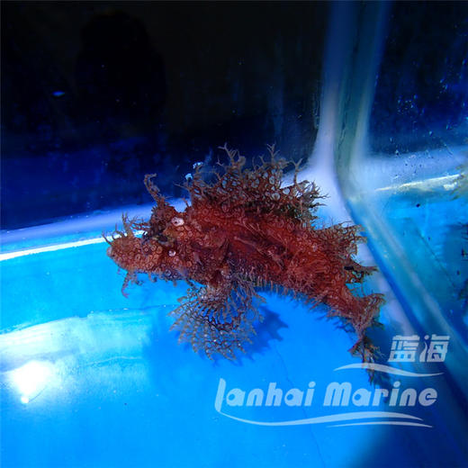 草海龙王-红 商品图3