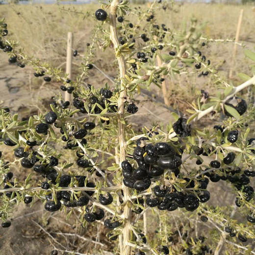 甘肃玉门黑枸杞，新果晾晒，花青素满满~ 商品图6