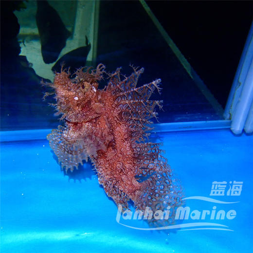 草海龙王-红 商品图4