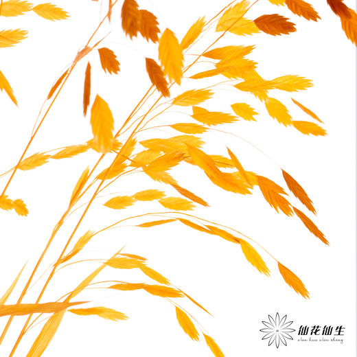 永生花材 | 小盼草橙色 商品图1