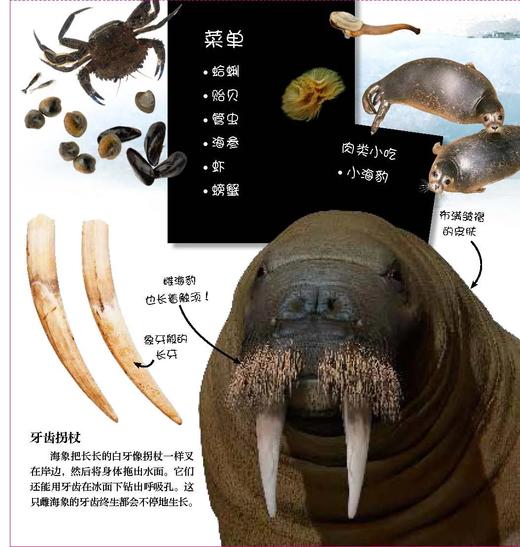 《翻开海洋动物（精）》潜入深深的海洋，与世界上不可思议的海洋生物面对面！大幅折页再现令人惊叹的海洋生物！ 商品图6