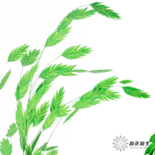 永生花材 | 小盼草青草绿 商品图4