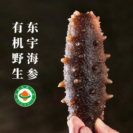 【厂商直发】烟台海参东宇有机野生干海参300g/500g盒装多种规格可选包邮 商品图3