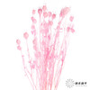 永生花材 | 黑种草果粉色 商品缩略图4