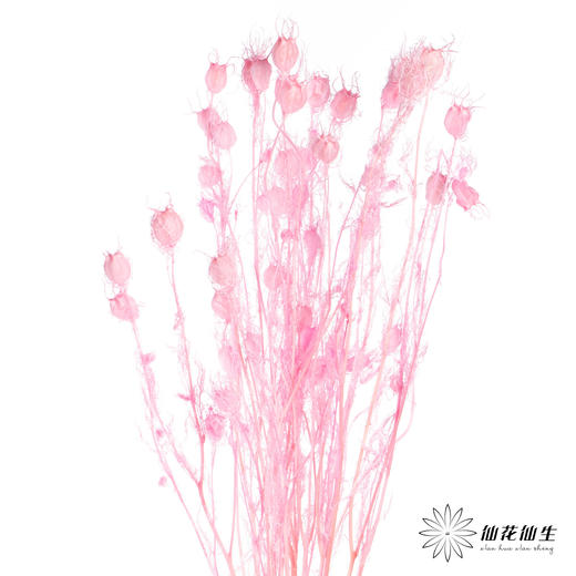 永生花材 | 黑种草果粉色 商品图4