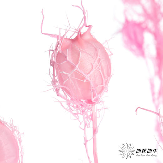 永生花材 | 黑种草果粉色 商品图2