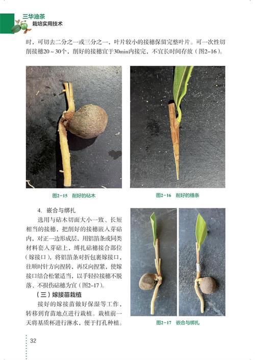 三华油茶栽培实用技术 商品图7