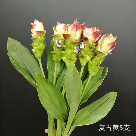 夏日精选花材姜荷花 商品图10