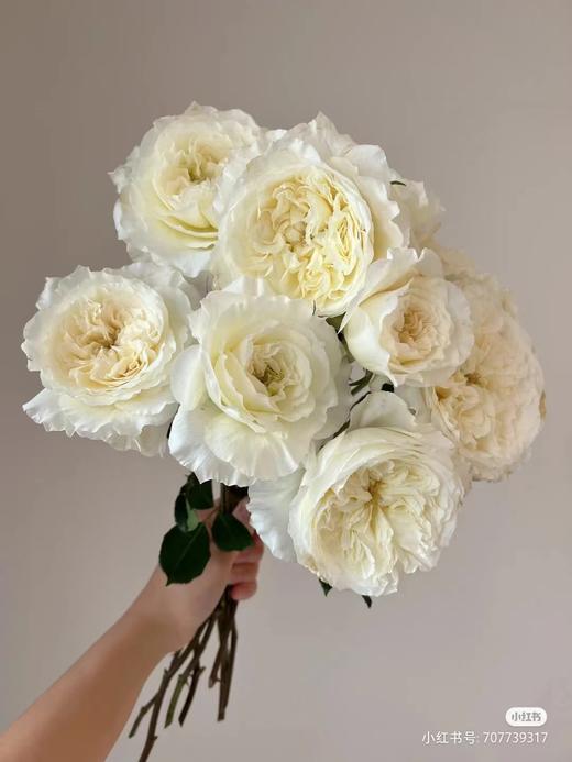 百利信单头玫瑰 | 耐心 商品图0