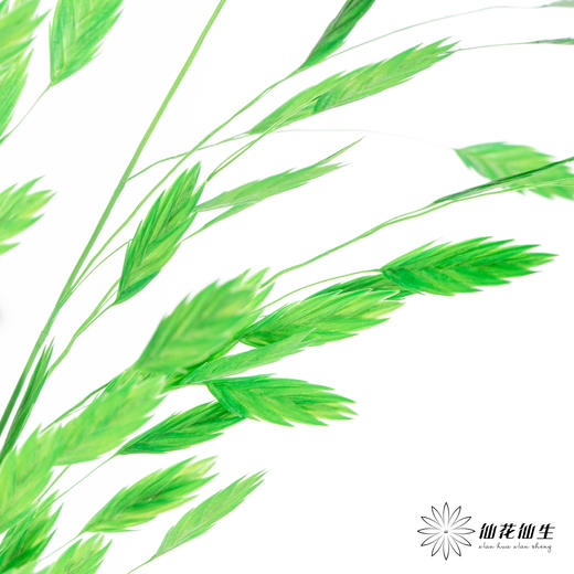 永生花材 | 小盼草青草绿 商品图3
