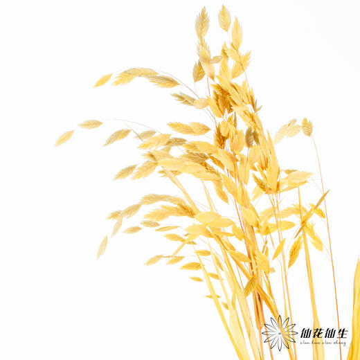 永生花材 | 小盼草黄色 商品图4