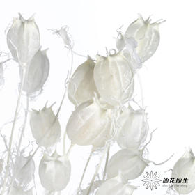 永生花材 | 黑种草果白色