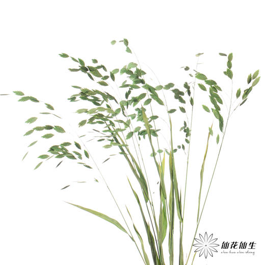 永生花材 | 小盼草绿色 商品图2