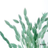 永生花材 | 小盼草青色 商品缩略图2