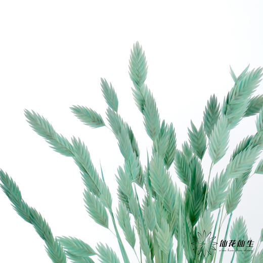 永生花材 | 小盼草青色 商品图2