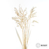永生花材 | 小盼草米白 商品缩略图4