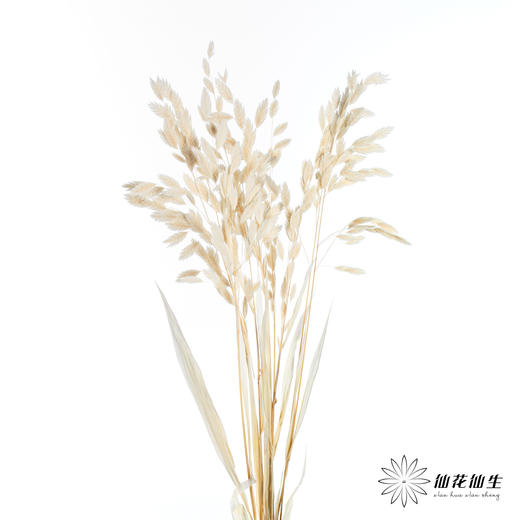 永生花材 | 小盼草米白 商品图4