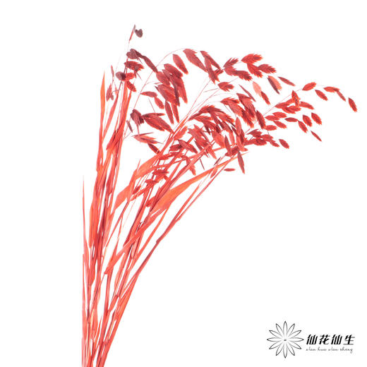 永生花材 | 小盼草红色 商品图4