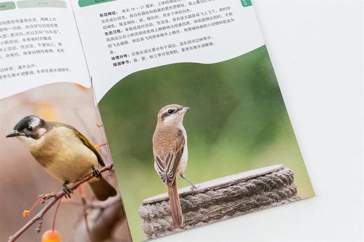 衡水湖观鸟手册(精) 张余广//刘振杰//吴军梅 1531 中国林业出版社 商品图5
