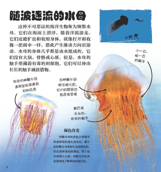 《翻开海洋动物（精）》潜入深深的海洋，与世界上不可思议的海洋生物面对面！大幅折页再现令人惊叹的海洋生物！ 商品图2