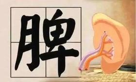 夏天减肥先补脾，脾是“减肥之本”，不补脾，你就减不了肥！ 