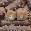 【厂商直发】烟台海参东宇有机野生干海参300g/500g盒装多种规格可选包邮 商品缩略图6
