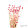 永生花材 | 风车果粉色 商品缩略图4