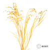 永生花材 | 小盼草黄色 商品缩略图3