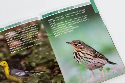 衡水湖观鸟手册(精) 张余广//刘振杰//吴军梅 1531 中国林业出版社 商品图4