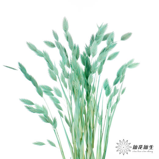 永生花材 | 小盼草青色 商品图4