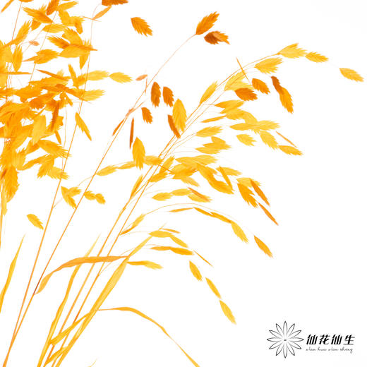 永生花材 | 小盼草橙色 商品图2