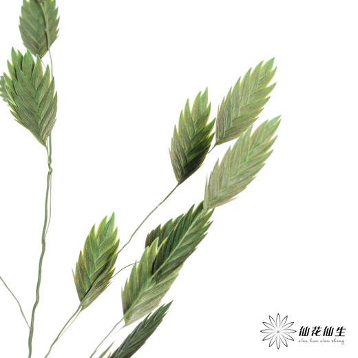 永生花材 | 小盼草绿色 商品图3