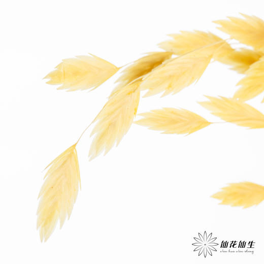 永生花材 | 小盼草黄色 商品图2