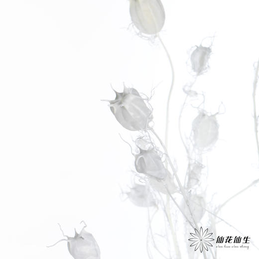 永生花材 | 黑种草果白色 商品图4