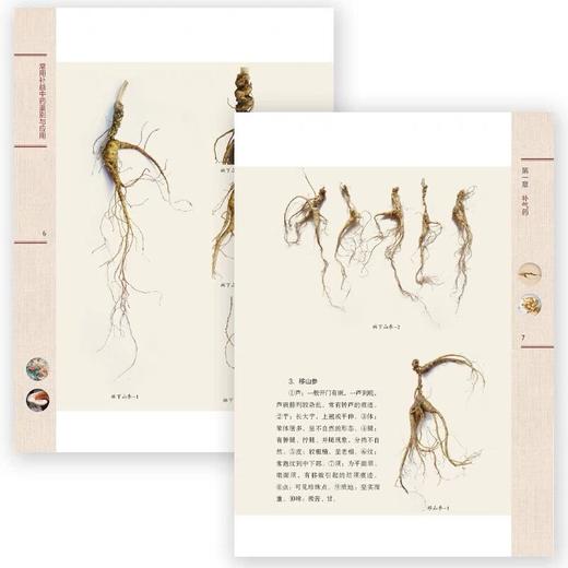 常用补益中药鉴别与应用 商品图3