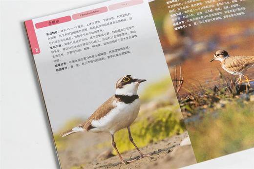 衡水湖观鸟手册(精) 张余广//刘振杰//吴军梅 1531 中国林业出版社 商品图3