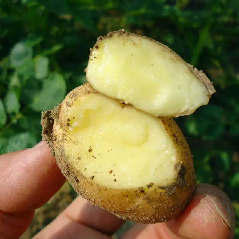 【十姊妹】恩施 高山小土豆2500g/箱