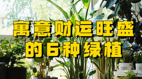 象征财运旺旺的6种绿植，放在家里招财纳福！