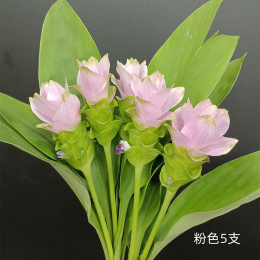 夏日精选花材姜荷花 商品图5