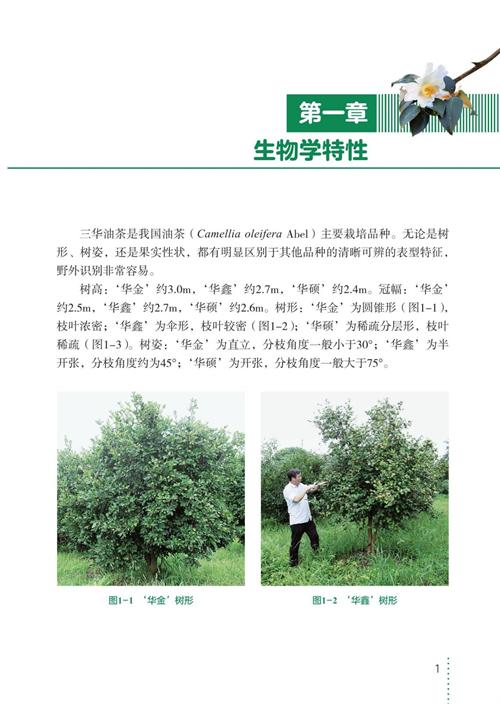 三华油茶栽培实用技术 商品图2