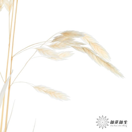 永生花材 | 小盼草米白 商品图1