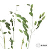 永生花材 | 小盼草绿色 商品缩略图1