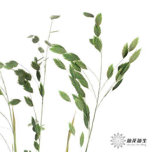永生花材 | 小盼草绿色 商品图1