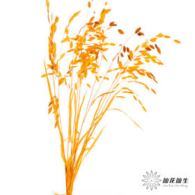永生花材 | 小盼草橙色