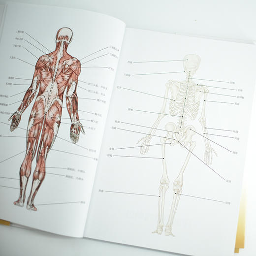 《精准拉伸：疼痛消除和损伤预防的针对性练习》（ 尊享版） 商品图10